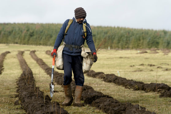 Tree planting is set to increase with ambitious targets for 18,000ha of afforestation per year.