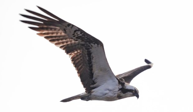 Balgavies regular and keen photographer Darren Dawson captured Blue YD at the Angus reserve