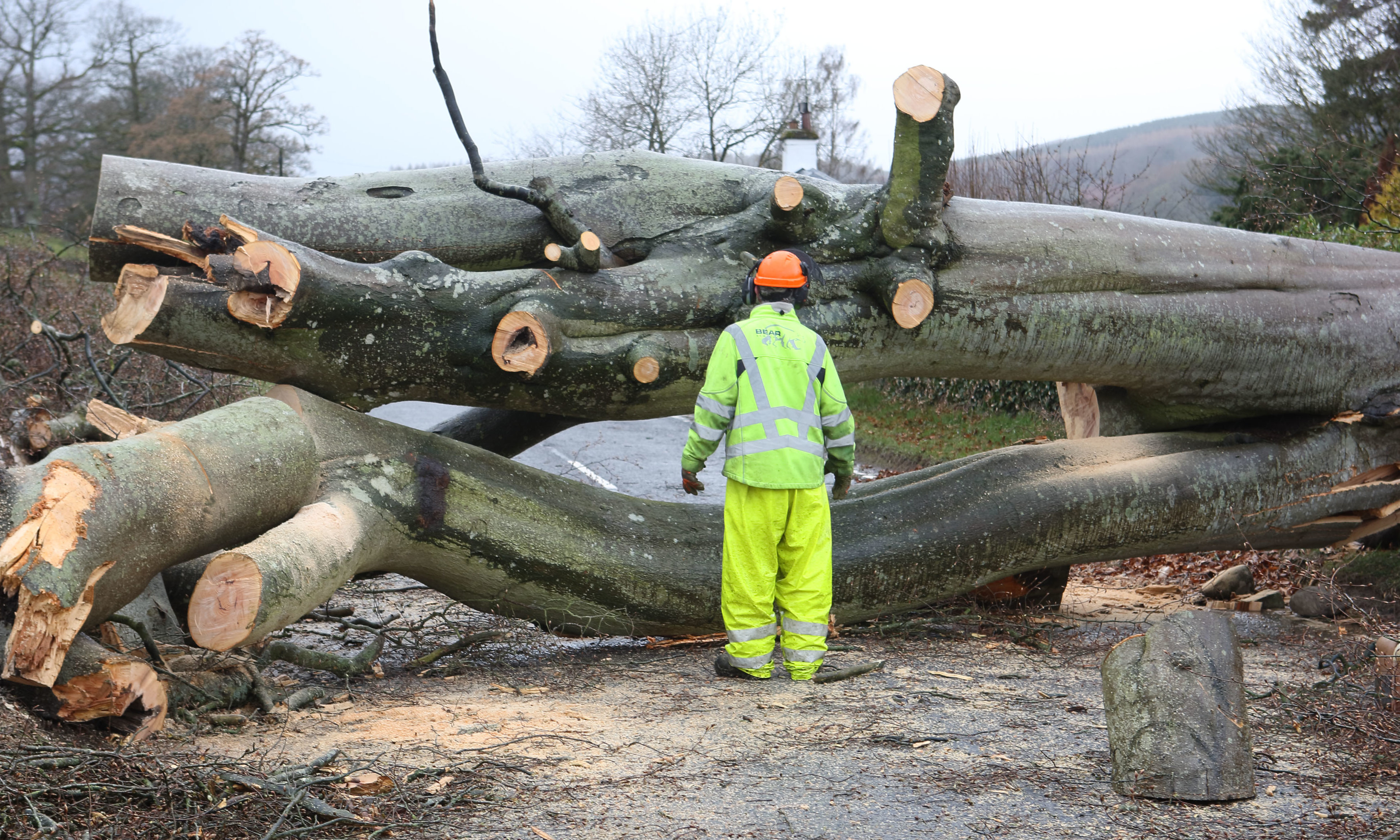 The tree which fell, blocking the A85 between Crieff and Comrie.