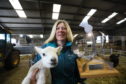 Louise Nicoll with her Scottish Thistle Award for Most Hospitable B&B/Guest House, and one of her lambs at Newton of Fothringham Farm, near Inverarity.
