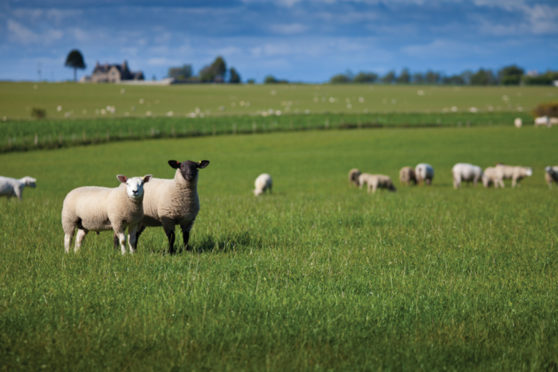 Checking worm egg counts can cut unnecessary costs.