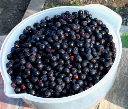 Freshly picked Saskatoons