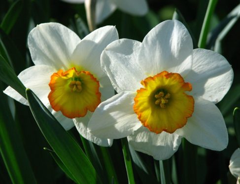 Narcissus Flower Record