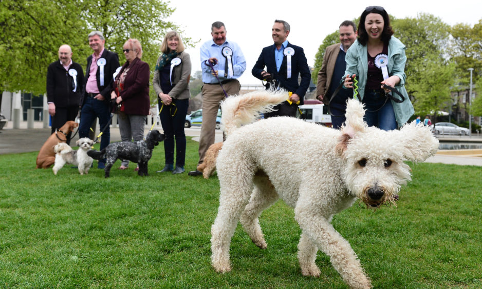 Cuillin, a Labrador cross Poodle, belonging to Monica Lennon MSP at this year's Holyrood Dog of the Year competition, organised jointly by Dogs Trust and the Kennel Club at the Scottish Parliament Gardens in Edinburgh.