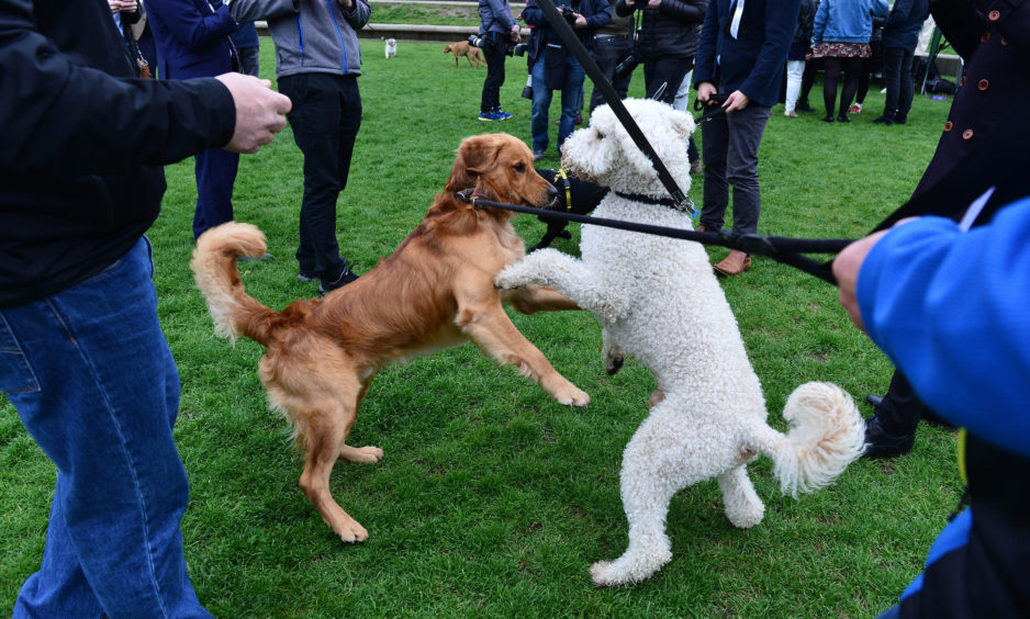 Buster the Golden Retriever, belonging to David Torrance MSP, interacts with Cuillin, a Labrador cross Poodle belonging to Monica Lennon MSP.