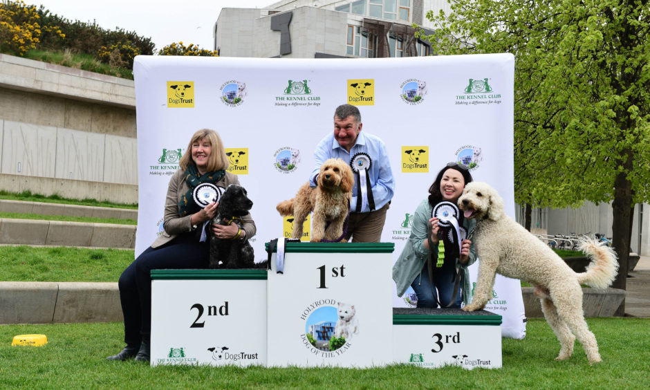 Sadie, a Poodle cross Cavalier, belonging to Jeremy Balfour MSP is announced as winner of this year's Holyrood Dog of the Year.