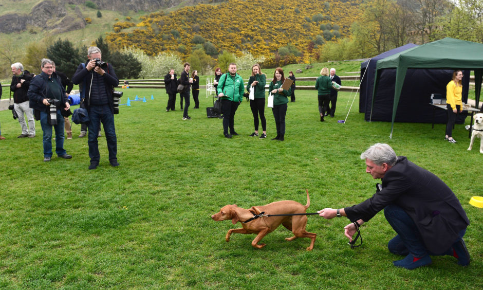 Copper the Hungarian Vizsla belonging to Richard Leonard MSP, at this year's Holyrood Dog of the Year competition,