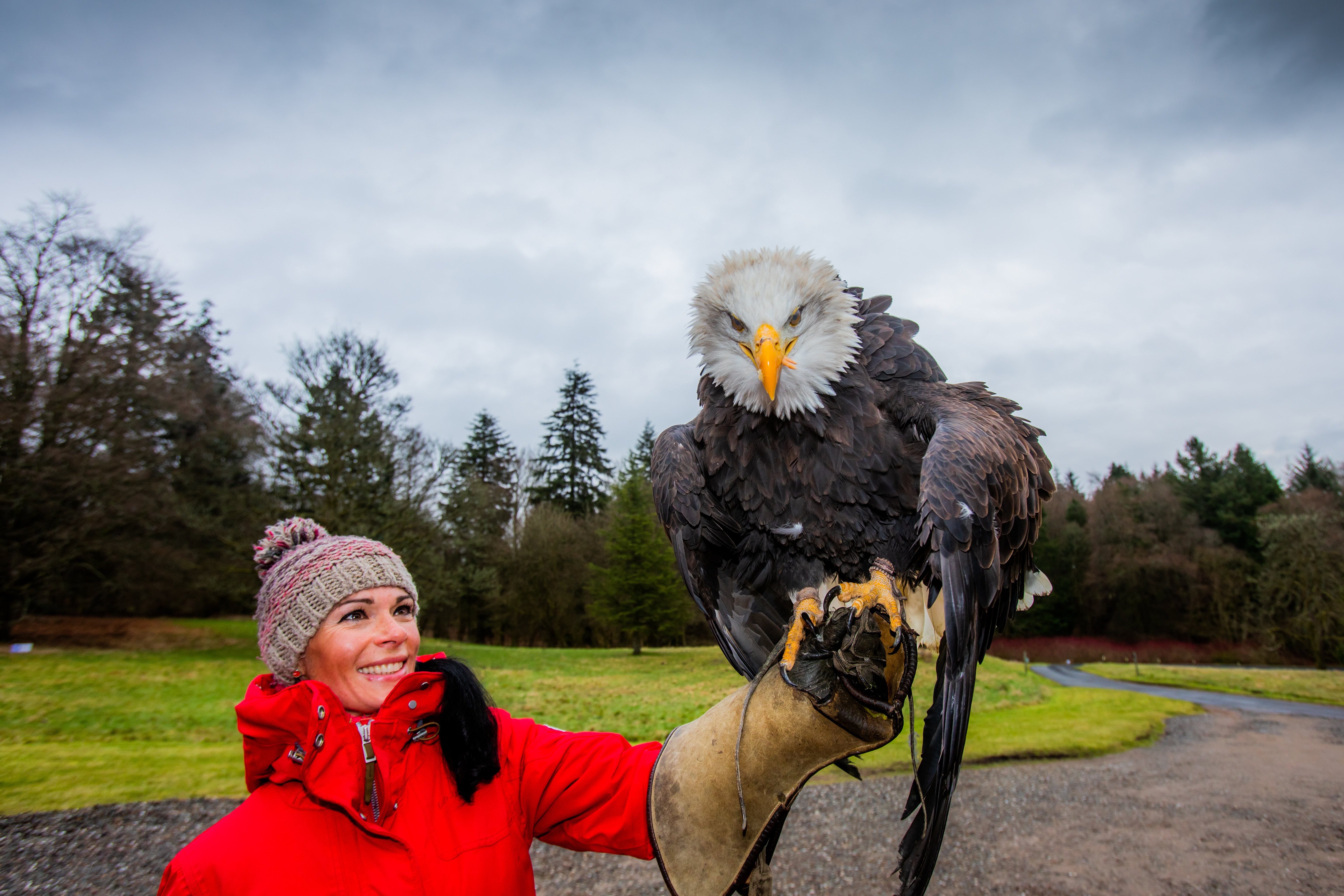 Gayle handles Pilgrim, a scary-looking bald eagle!