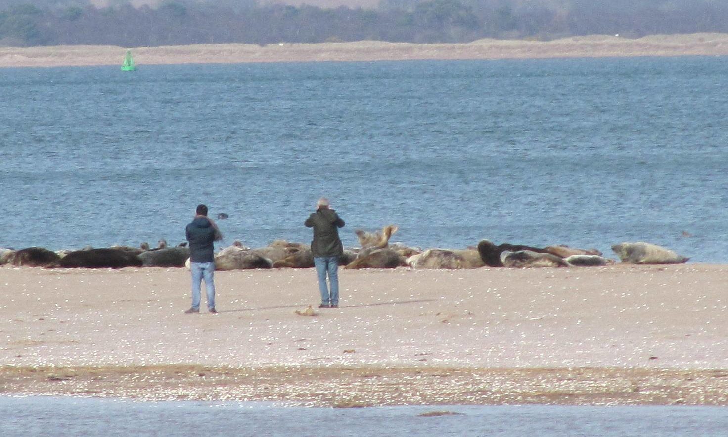 The photograph shared by Scotland's National Nature Reserves of two people too close to seals at Tentsmuir Point