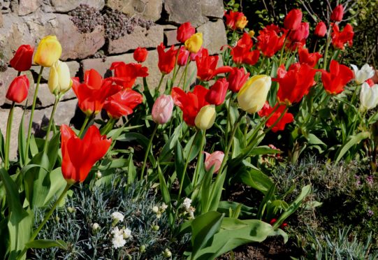 Tulip Red Emperor