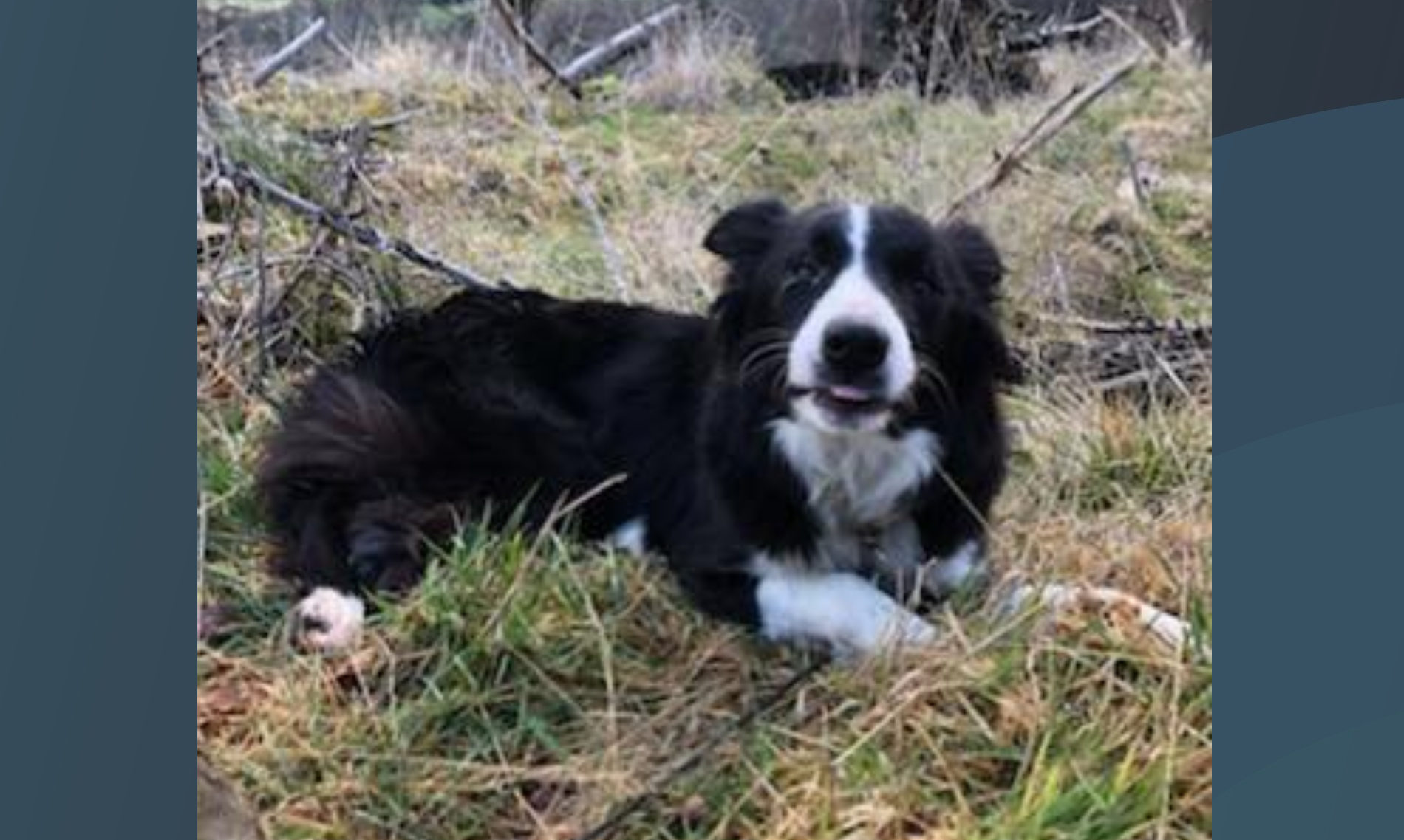 Gale the collie has been found.