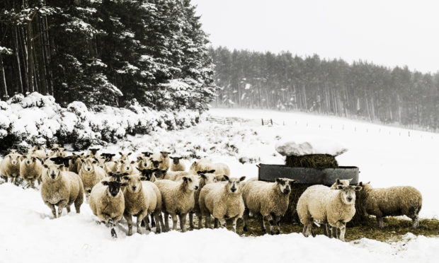 Sheep in the snow.