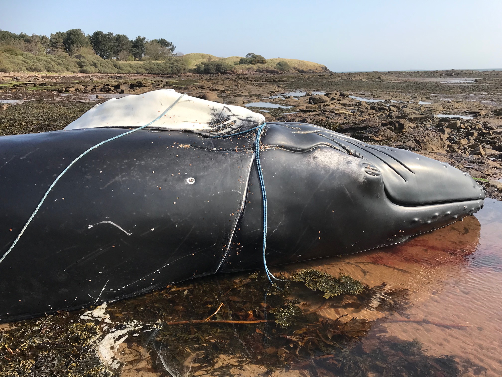 The entangled whale spotted in the Forth was found dead on a beach in East Lothian