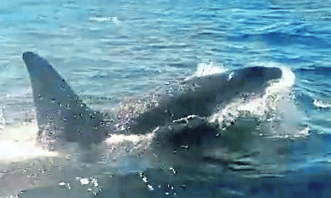Still from a video taken by James Masson of the Minerva FR147 showing an orca breaching the water.
