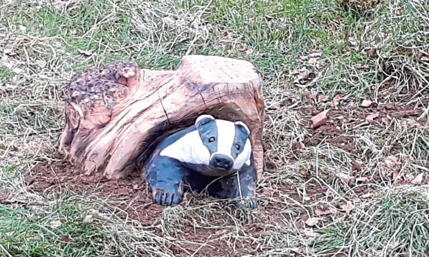 The badger sculpture on Moncrieffe Hill.