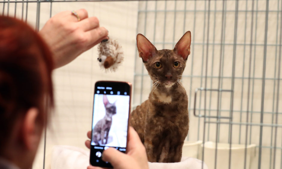 A Cornish Rex cat at the show.