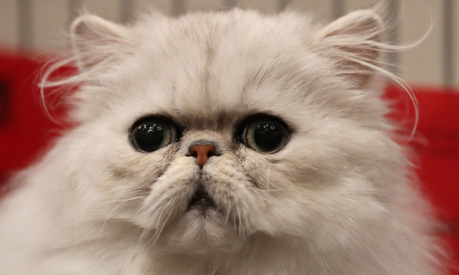 An Exotic shorthair cat.