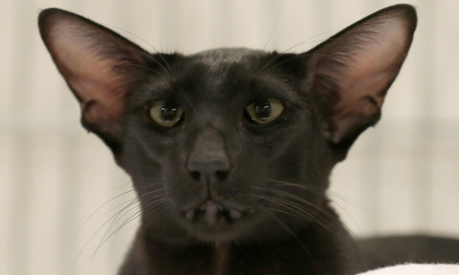 A black Oriental shorthair cat.