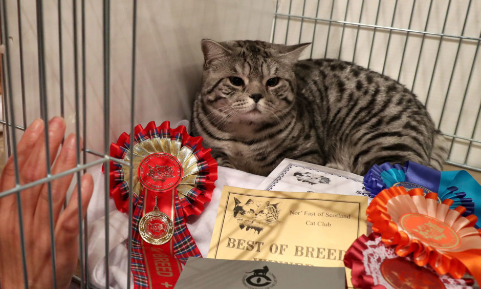 Andrea Craig looks at her silver spotted tabby British Shorthair cat with its rosettes.