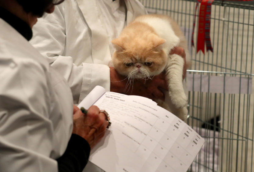 An Exotic shorthair cat is judged.