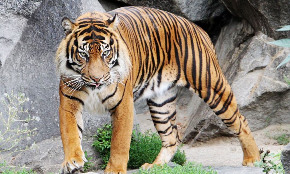 Edinburgh Zoo's tiger Jambi died this week.The Sumatran tiger was 16 years old, the oldest male of his kind known to the Royal Zoological Society of Scotland (RZSS).