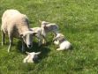 The ewe, which has since had to be put to sleep, with her four lambs after they were born in April.