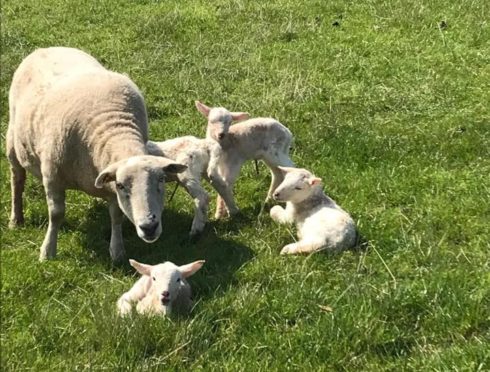 The ewe, which has since had to be put to sleep, with her four lambs after they were born in April.