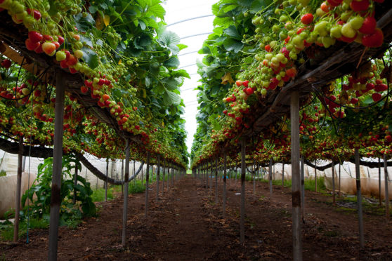 Commercial strawberry growers have had success working with the WET Centre.