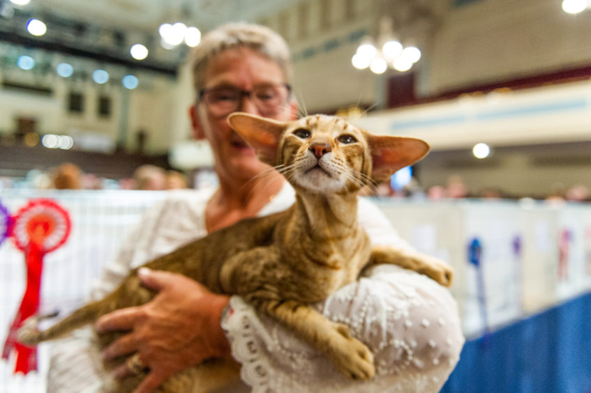 Pat Shand with Dysha, a Seal Tabby Pointed Siamese, Caird Hall. Pat Shand with Dysha, a Seal Tabby Pointed Siamese, Caird Hall.