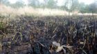 Wildlife such as frogs have been killed in recent fires