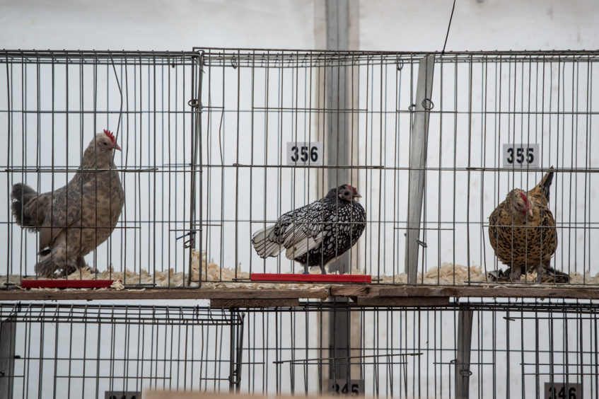 Birds waiting to be judged in the poultry area