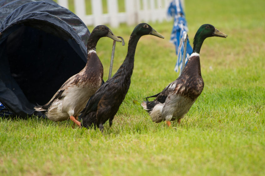 Sheep dog demonstration using ducks in the field sports area