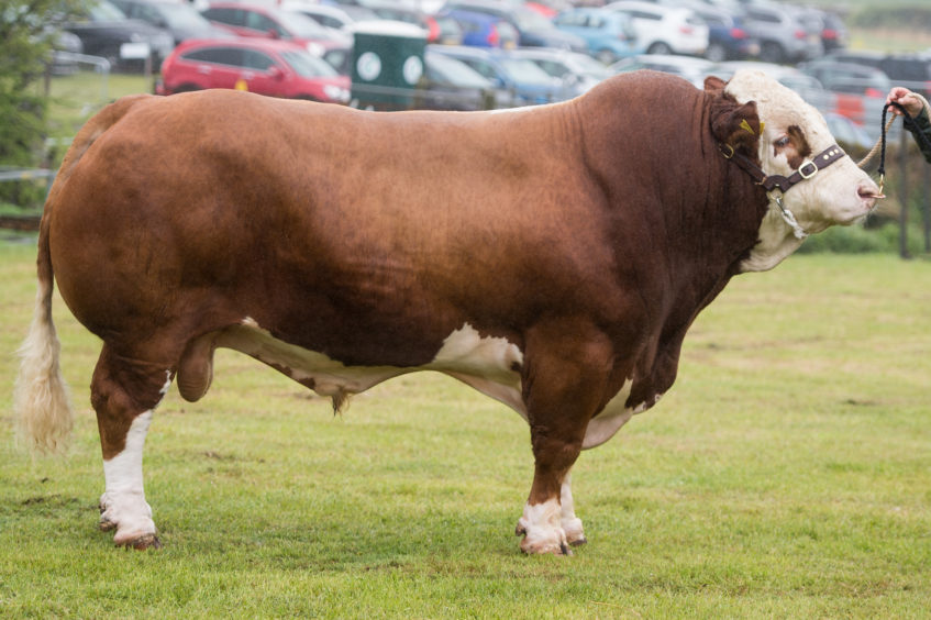 Semintal Champion, owned by Gordon Clark, Broombrae Farm, Auchtermuchty
