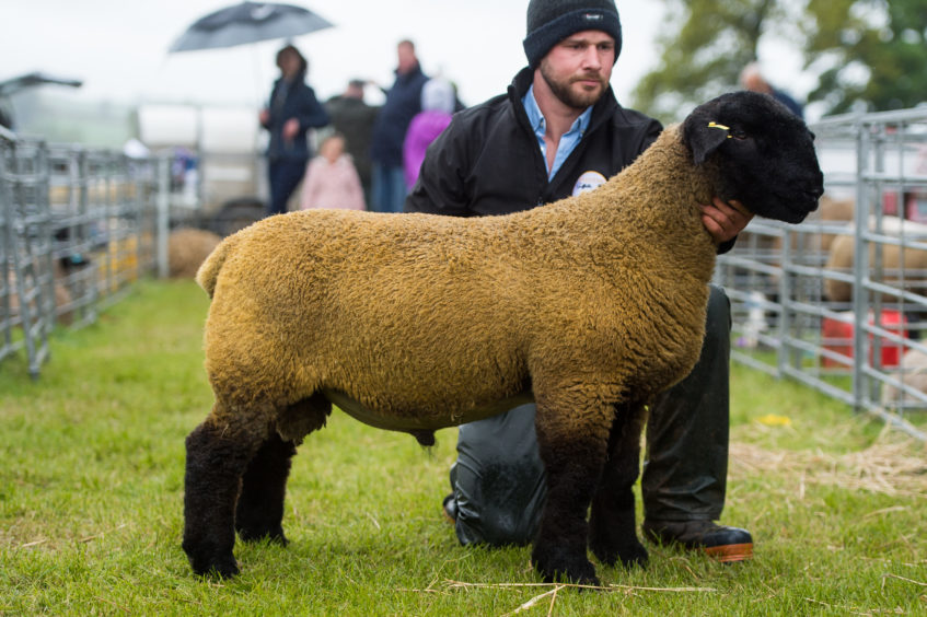 A Suffolk tup lamb, interbreed reserve in the sheep section, owned by Stewart Lathangie, Glenrothes