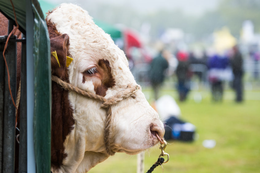 A Rain soaked Fife Show in Cupar