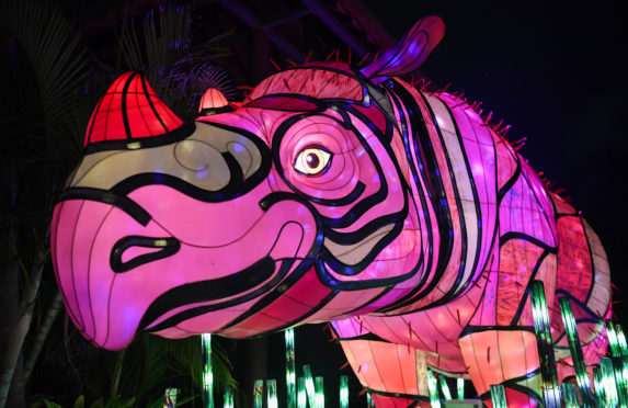 An illuminated lantern sculpture of a rhino during the media preview of Vivid Sydney at Taronga Zoo in Sydney, Australia.
