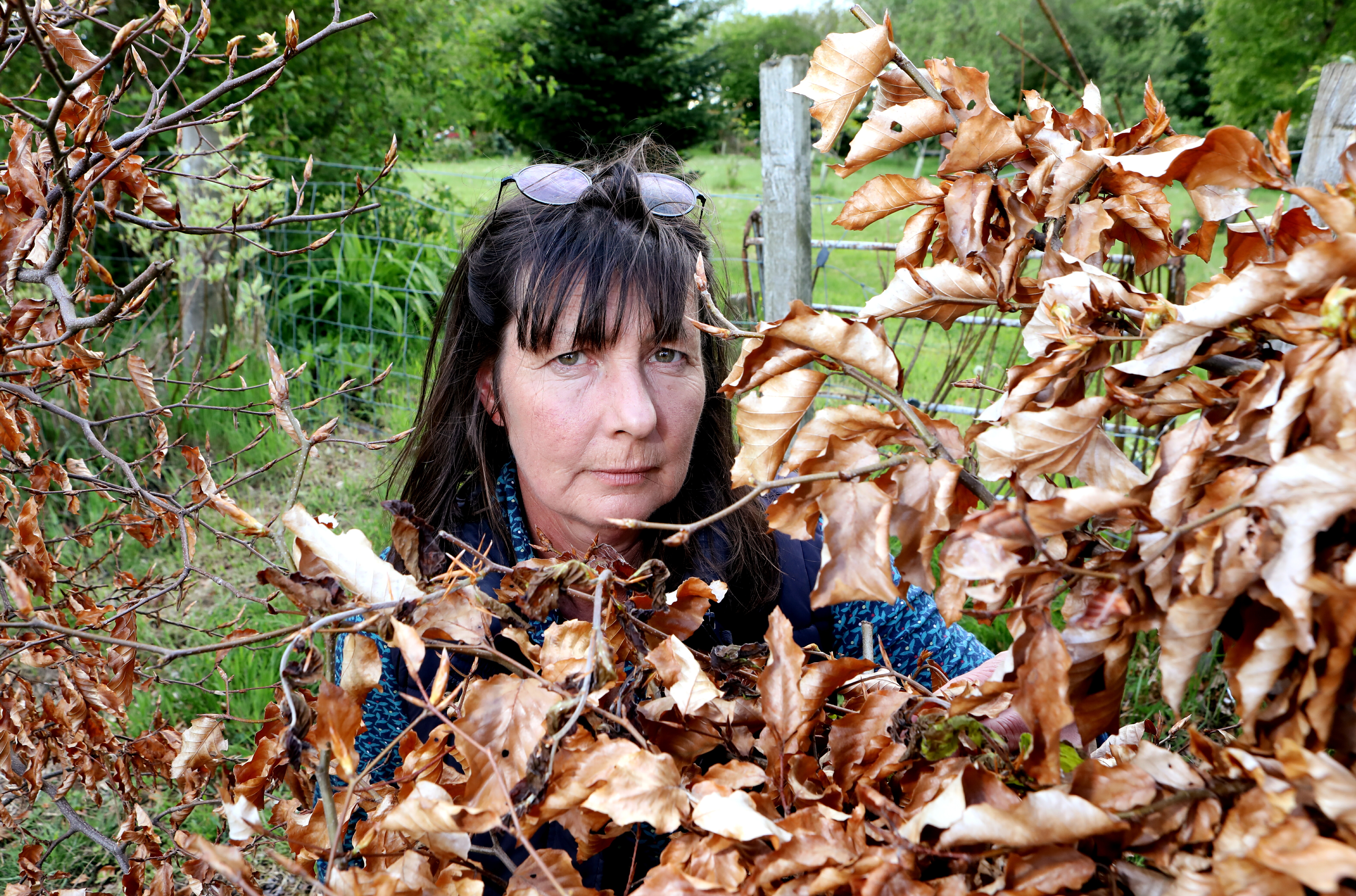 Fiona Grieve believes her hedge was deliberately poisoned
