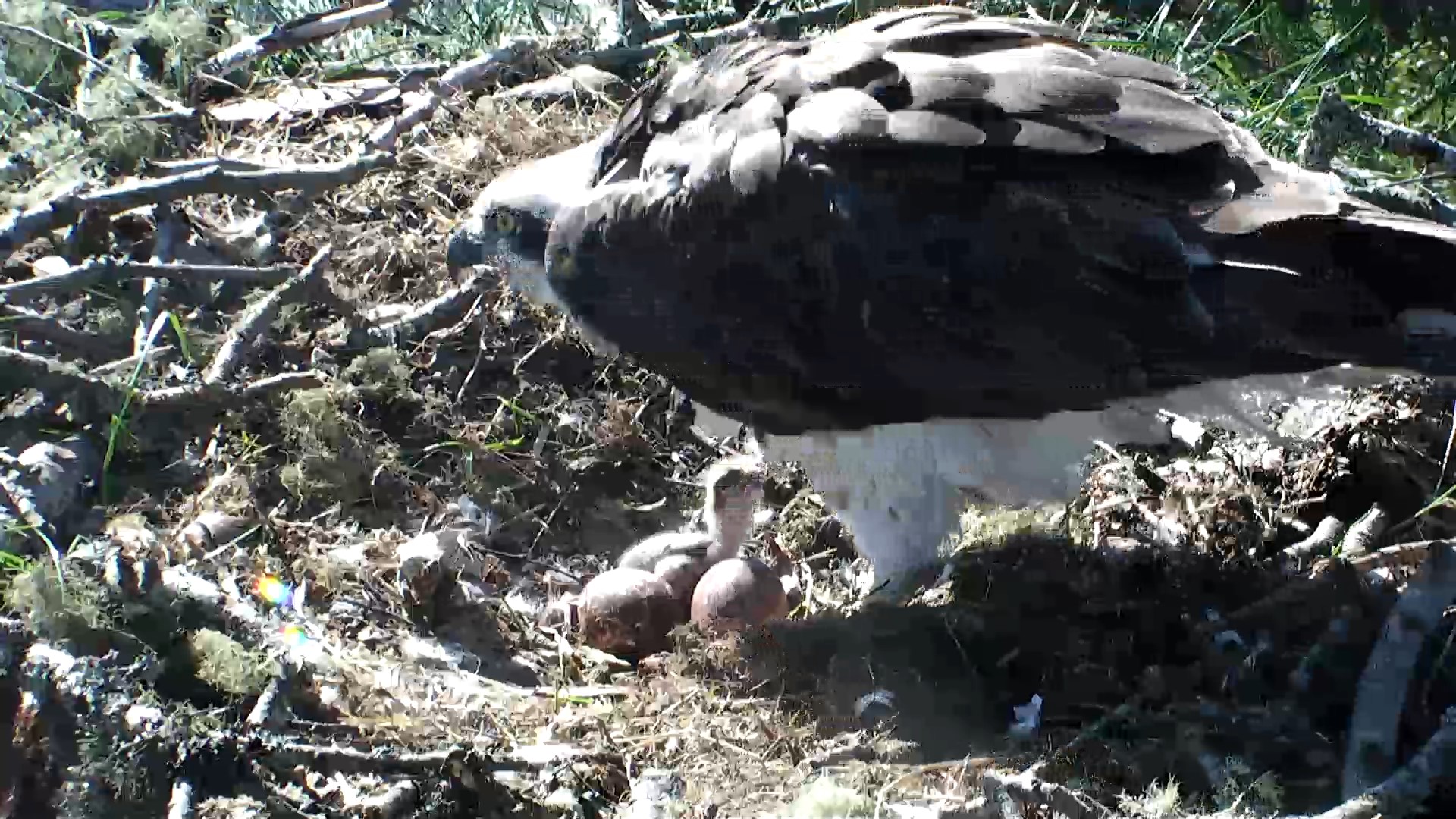 LF15, better known as Lassie, watched her first chick of 2019 hatch on Saturday evening.