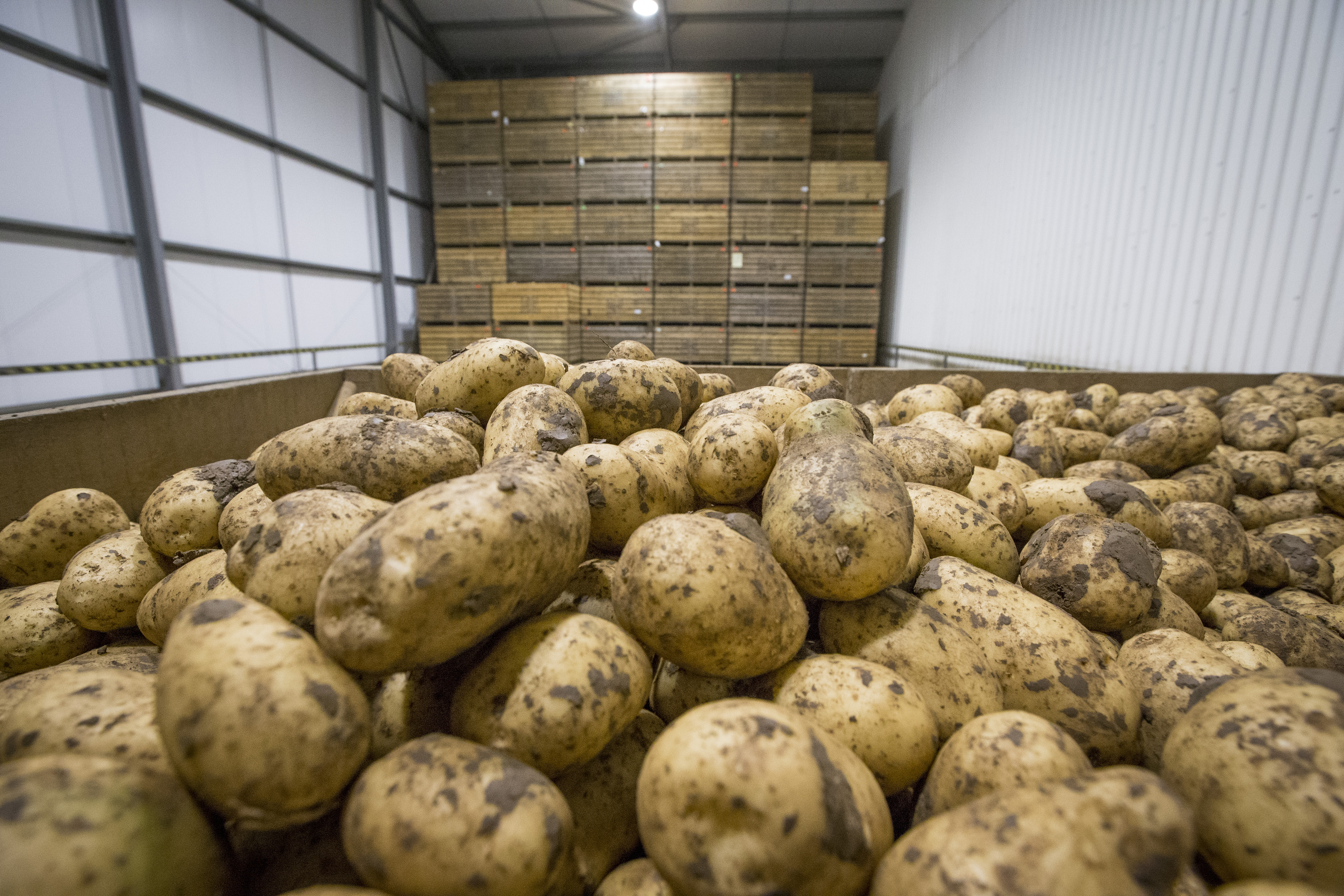 The value of potatoes decreased to £641m with a 19% fall in production blamed on the summer drought.