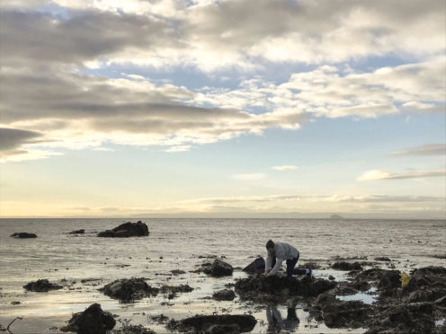 Michael Anderson collecting the kelp