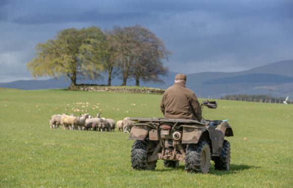 Farmer tending to his sheep in Kinross-shire