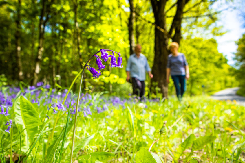 Bluebells in woods near Aberfeldy, Perthshire.