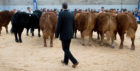 The impact of the Ballinloan registration crisis will be felt by Limousin breeders across the UK.