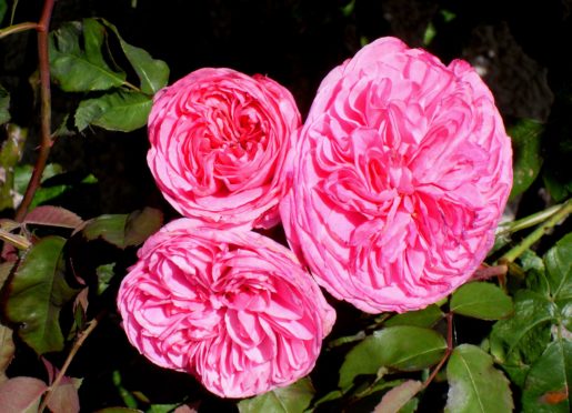 Shrub rose Gertrude Jekyll for cut flower.