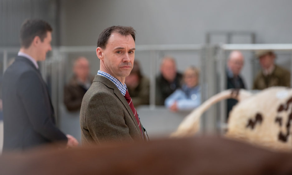 Stuart Macadie judges the Beef Shorthorn Bulls during the Stirling Bull sales.
