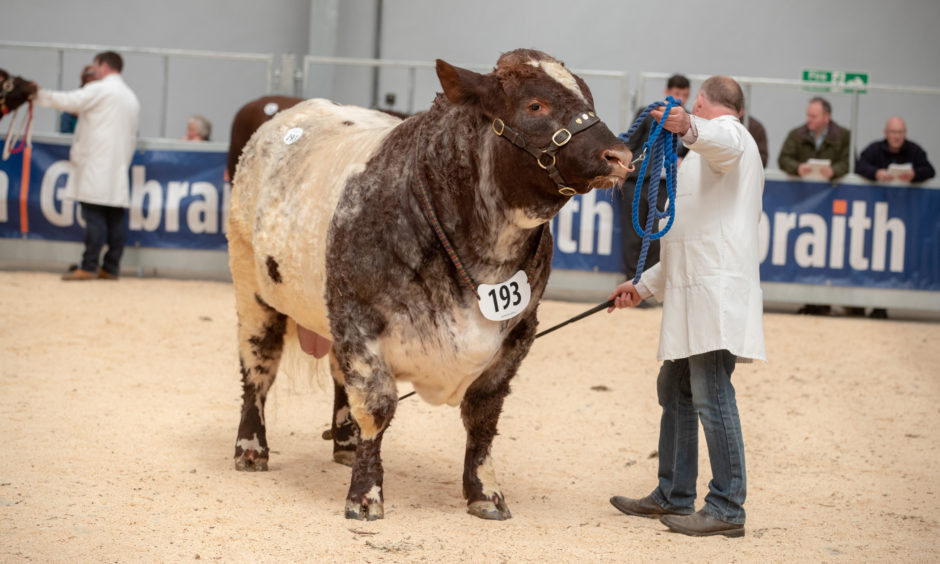 Beef Shorthorn Bulls on show during the Stirling Bull Sales.