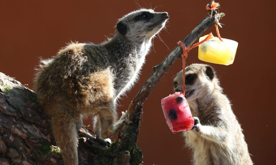 Meerkats enjoy their icy delights.