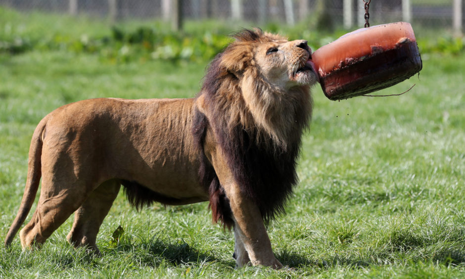 A lion licks a blood filled ice block at Blair Drummond Safari Park.