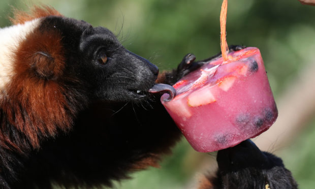 Red ruffed lemurs with a fruit filled ice block at Blair Drummond Safari Park.