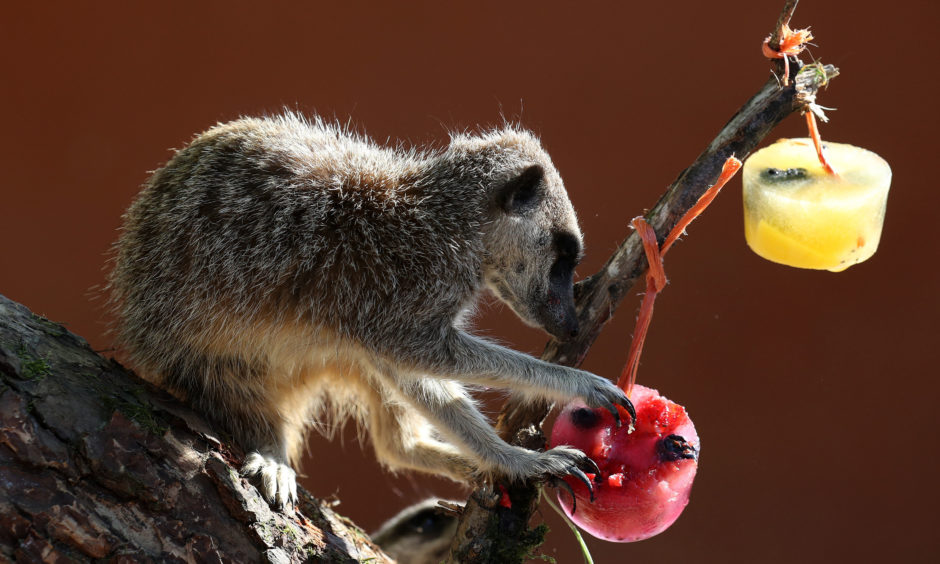 A meerkat with a fruit filled ice block.